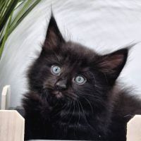 #lesbogosses - chatons norvégiens loof #3