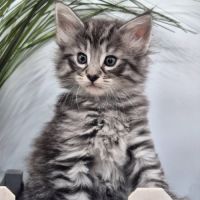 #lesbogosses - chatons norvégiens loof #4