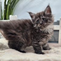 #lesbogosses - chatons norvégiens loof #5