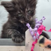 #lesbogosses - chatons norvégiens loof #6