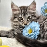 #lesbogosses - chatons norvégiens loof #8