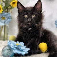 #lesbogosses - chatons norvégiens loof #9