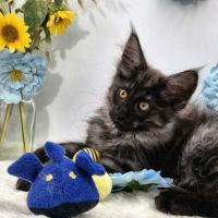 #lesbogosses - chatons norvégiens loof #0