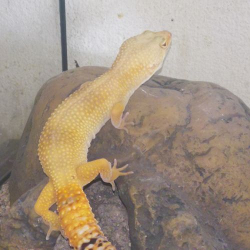 Souhaitons un connaisseur pour gecko leopard