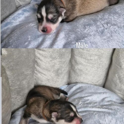 Chiots pomsky f2+ à réserver