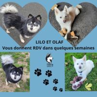 Chiots pomsky à réserver