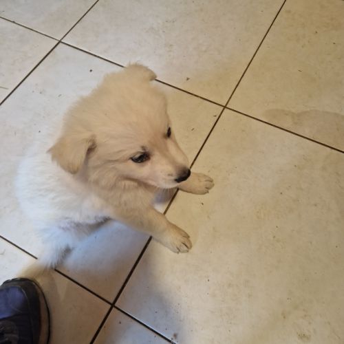 Portee berger blanc suisse #1