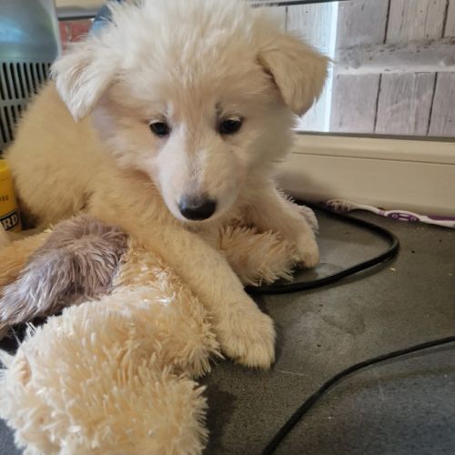 Portee berger blanc suisse #0