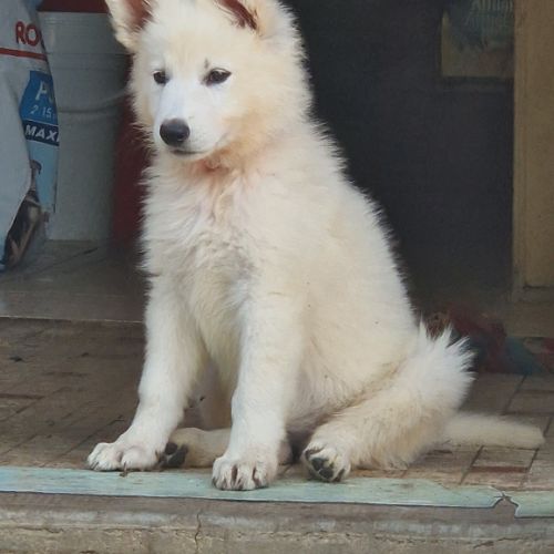 Portee berger blanc suisse #3