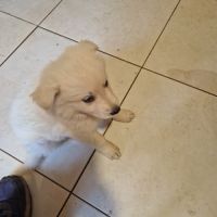 Portee berger blanc suisse #1