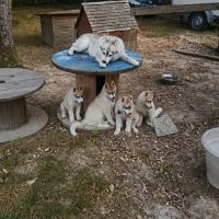 Deux chiots mâles husky lof à vendre