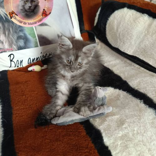 Femelle maine coon #2