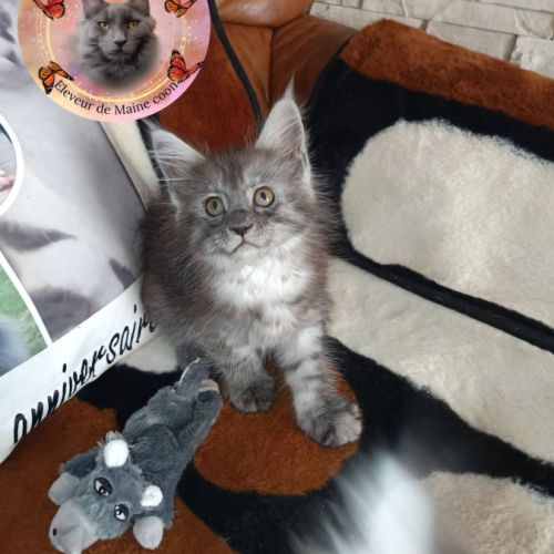 Femelle maine coon #3