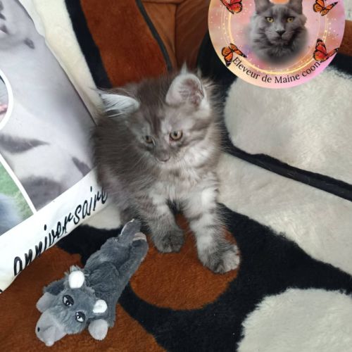 Femelle maine coon #0