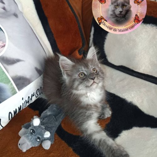 Femelle maine coon #6