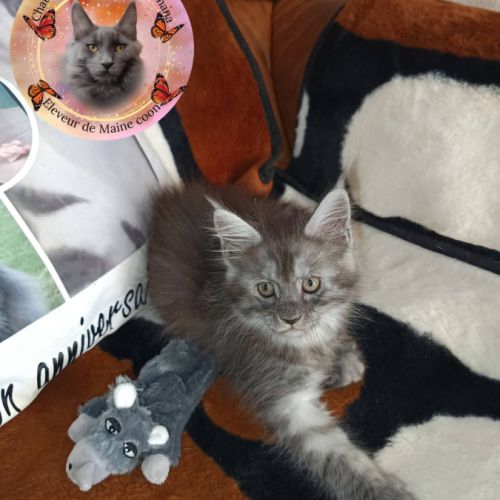 Femelle maine coon #7
