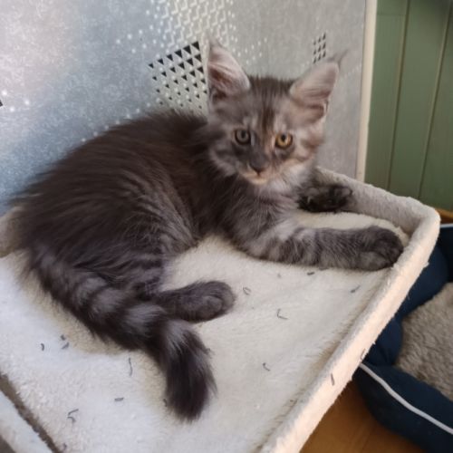 Femelle maine coon