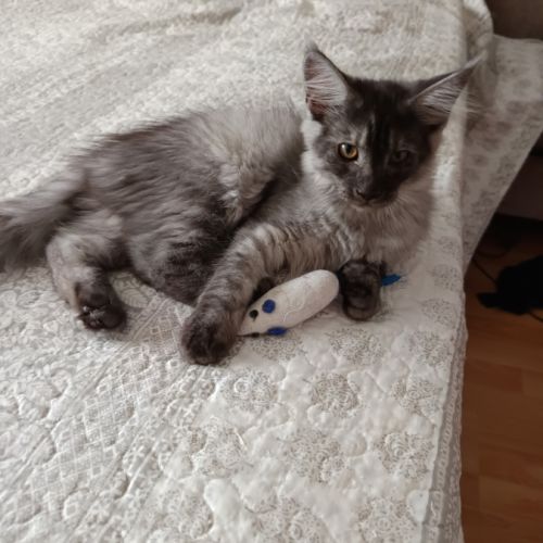 Femelle maine coon