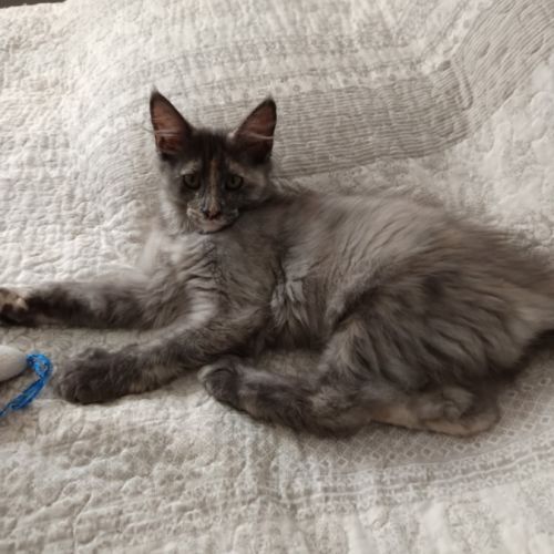 Femelle maine coon #6