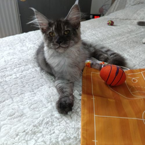 Femelle maine coon
