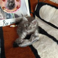 Femelle maine coon #1