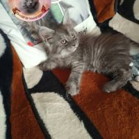 Femelle maine coon #4
