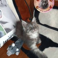 Femelle maine coon #6
