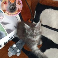 Femelle maine coon #7
