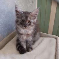 Femelle maine coon #7