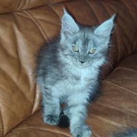 Femelle maine coon #9