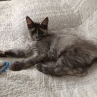 Femelle maine coon #4
