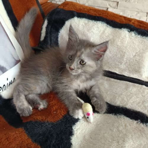 Femelle maine coon loof #1