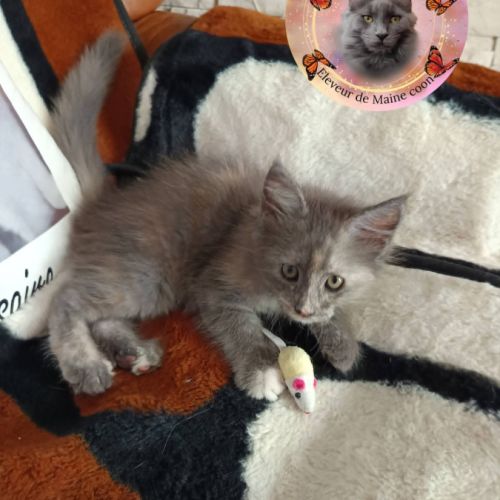 Femelle maine coon loof #4
