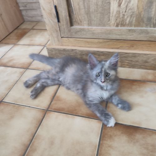 Femelle maine coon loof