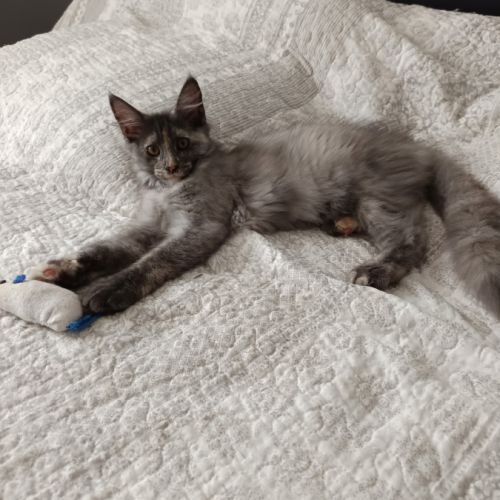 Femelle maine coon loof #7