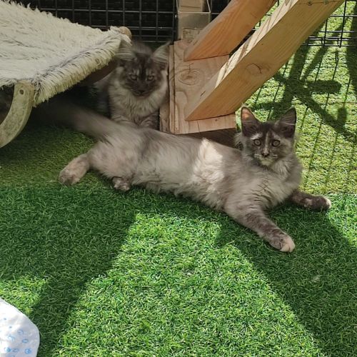 Femelle maine coon loof