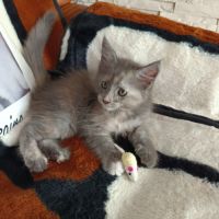 Femelle maine coon loof #1