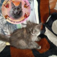Femelle maine coon loof #2