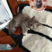 Femelle maine coon loof