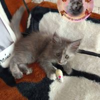 Femelle maine coon loof #4