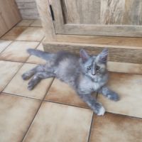 Femelle maine coon loof
