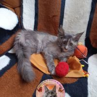 Femelle maine coon loof