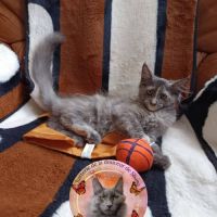 Femelle maine coon loof #7