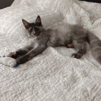 Femelle maine coon loof #7