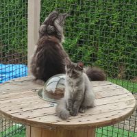 Femelle maine coon loof #9