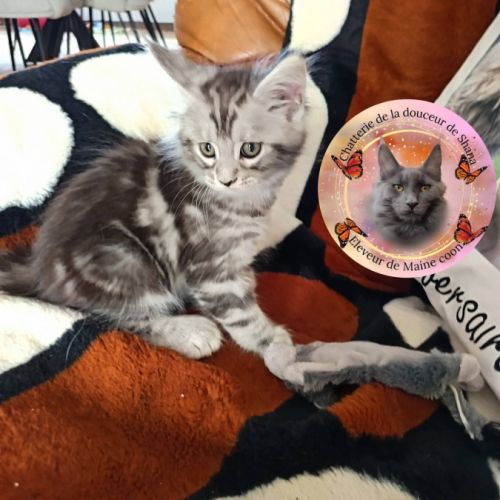 Mâle maine coon pp #3