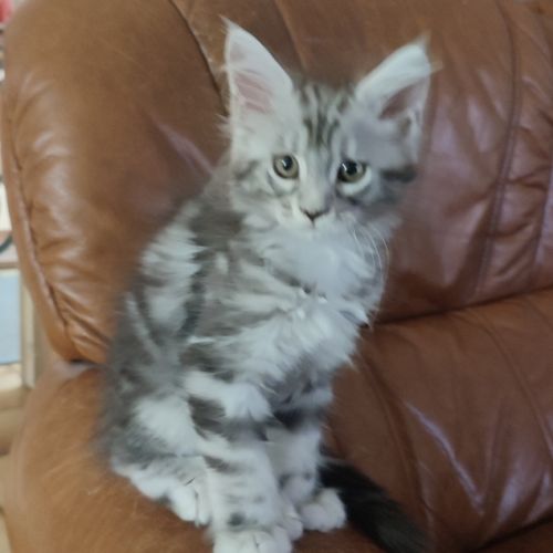 Mâle maine coon pp