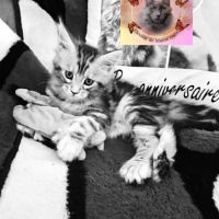 Mâle maine coon pp