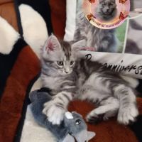 Mâle maine coon pp #2