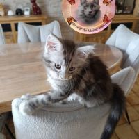 Mâle maine coon pp #4